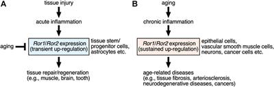 The Ror-Family Receptors in Development, Tissue Regeneration and Age-Related Disease